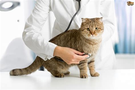 At the cat clinic we know that sometimes just getting your cat into the carrier can be a major ordeal. What is a cat-friendly veterinary clinic? | Pets4Homes