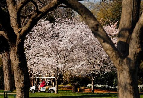 Now Is The Time To See Cherry Blossoms At The Dallas Arboretum