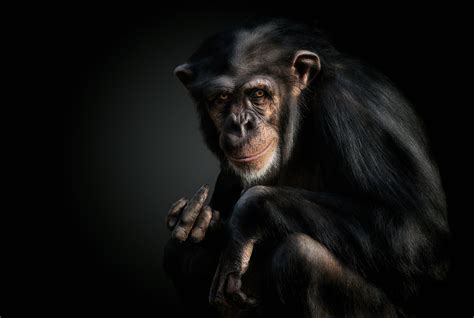 Chimpanzee Hd Wallpaper Background Image 2500x1680 Id828666