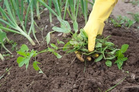 3 Weed Control Practices For Your Landscape Beds Bluegrass Lawncare