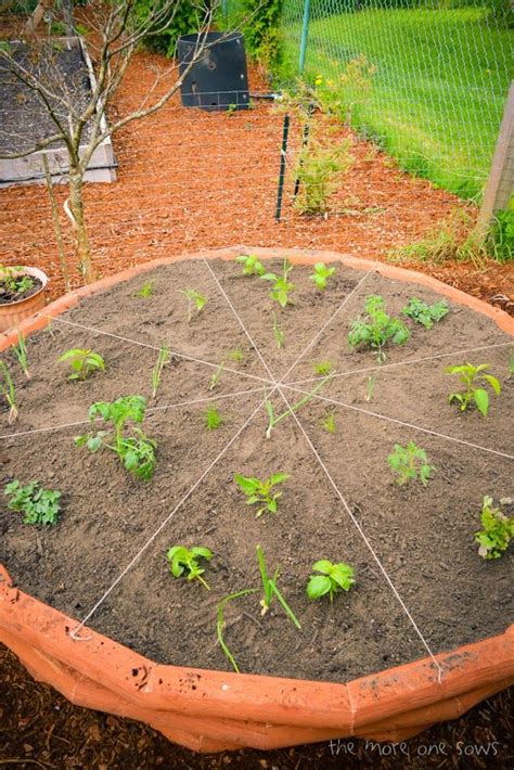 How To Build A Pizza Garden Plants Garden Building