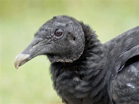 Se Texas Birding And Wildlife Watching Black Vultures