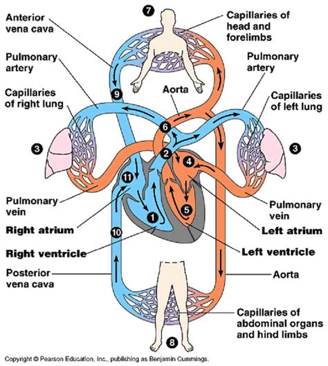 Science Circulatory System