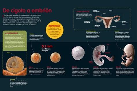 Infografía Del Proceso De Fecundación Y El Desarrollo Del Cigoto En El