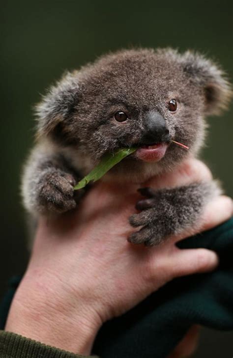 Baby Koala Cute Baby Animals Baby Animals Cute Animals