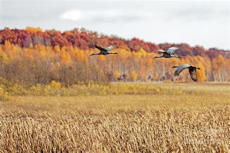 Colorful Fall Migration In Crex Meadows Photograph By Natural Focal