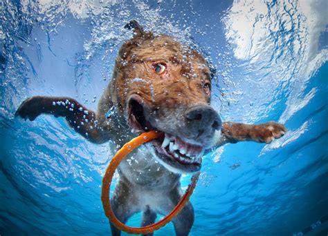 Hilarious Pictures Of Dogs Diving Underwater Snappy Pixels