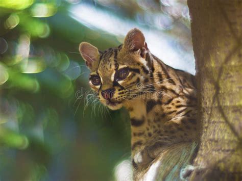 Chat De Margay Ou De Tigre Ou Petit Tigre Wiedii De Leopardus Image