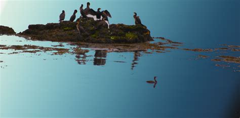 Seabirds On A Rock In Hartlepool Sea Birds Animal Photo Animals