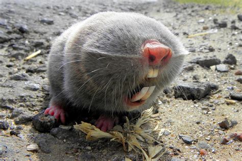 Lesser Mole Rat Mammals Of Serbia Guide · Inaturalist