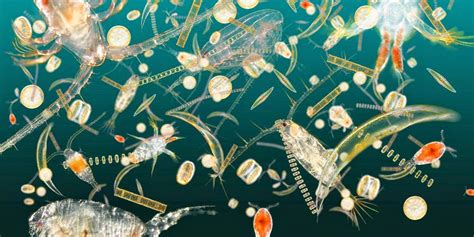Blue Planet Society The Importance Of Plankton
