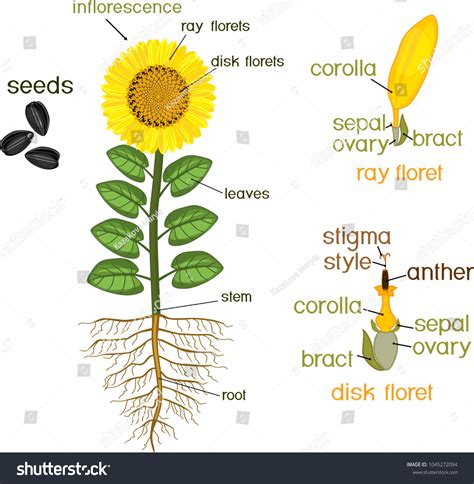 Parts Sunflower Plant Morphology Flowering Plant Stock Vector Royalty