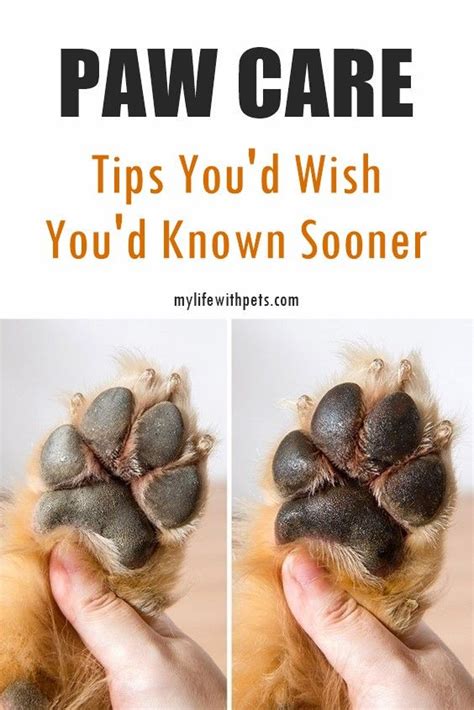 How To Properly Care For Your Dogs Paws Dog Paw Pads Paw Care Dog