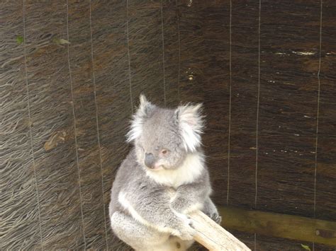 Ballarat Wildlife Park Koalas Wallpaper 1016447 Fanpop Page 5