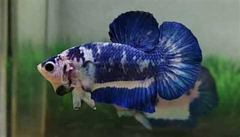 <have video> betta fish marble blue rim hmpk male. Blue rim marble | Betta, Fish pet, Betta fish