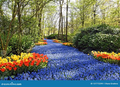 Blue River Of Flowers In Holland Stock Image Image Of Forest Garden