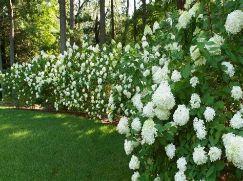 Privacy Shrubs 15 Fast Growing Privacy Shrubs And Bushes Garden