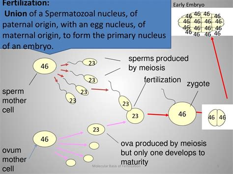 Molecular Basis Of Fertilization