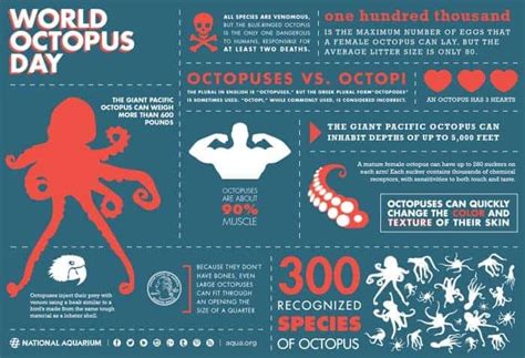 World Octopus Day Daily Infographic