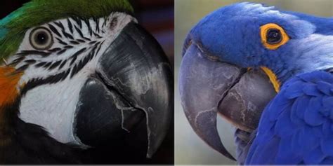 The Parrots Beak Is Peeling Flaking Carebirdscom