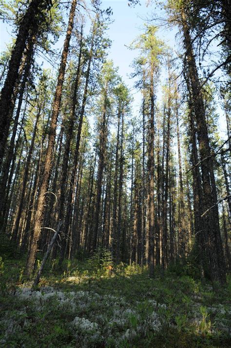 Quebecs Broadback Boreal Forest Receives Protection From Logging The