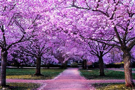 Cherry Blossom Path 4k Ultra Hd Wallpaper Background Image