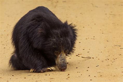 Sloth Bear Claws A Unique Defense Mechanism Mudfooted
