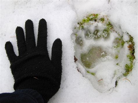 Winter Wildlife Tracking In Belvidere Cold Hollow To Canada