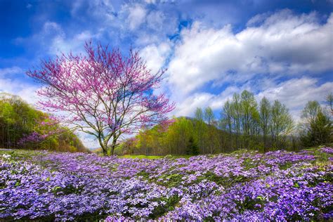 Smoky Mountain Spring Photograph By Debra And Dave Vanderlaan