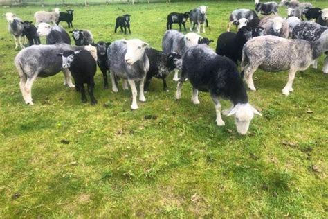60 Herdwick Store Breeding Ewes Lambs Shearlings With Lambs At Foot