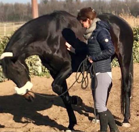 Comment La Technique De Libération Myofasciale équine Peut Aider Votre