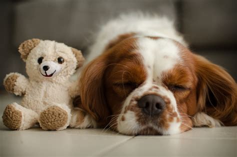 Best Quiet Dog Breeds For Apartments Wag Pet Boutique