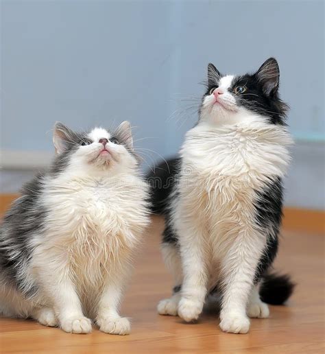 Two Cute Fluffy Young Cats Stock Image Image Of Face 176121797
