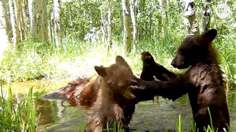 Bear Cubs Get Into Playful Wrestling Match As Mom Watches Nearby