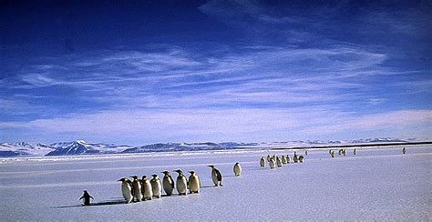 Under Antarctic Ice Antarctic Research Nature Pbs