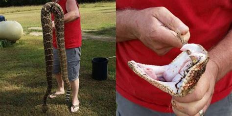 Arkansas Man Kills Giant Rattlesnake Attacking His Dog Images Go Viral