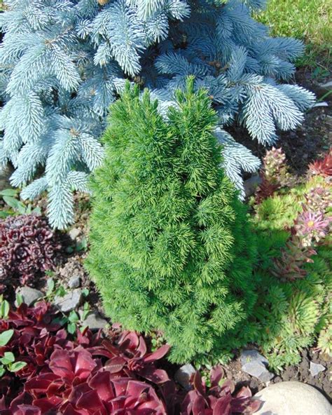 Dwarf Alberta Spruce Care Guide World Of Garden Plants