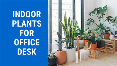 16 Best Indoor Plants For Office Desk In India Officery