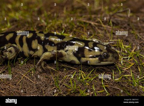 Barred Tiger Salamander Ambystoma Mavortium Mavortium At The Edge Of