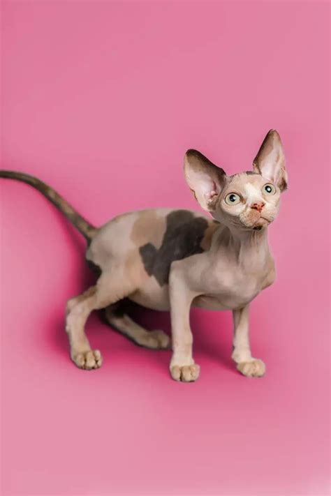 Ultimate Guide To Sphynx Cat Care Everything You Need To Know