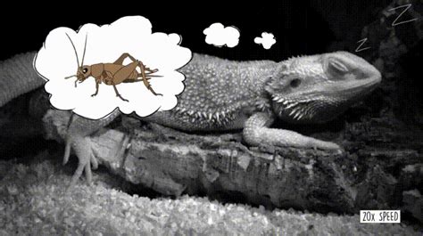 Bearded Dragons Have Rem Sleep  On Imgur