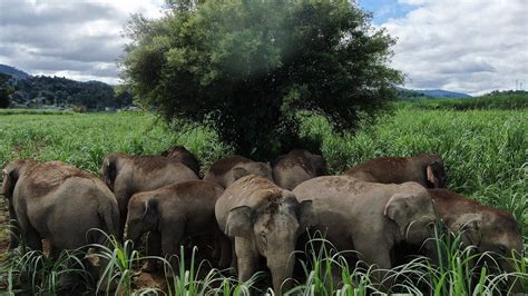 Wild Asian Elephants Roam Sw China S Yunnan Cgtn