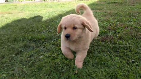 Golden retriever puppies dayton ohio. Dudley - Golden Retriever Puppies for sale in Ohio - YouTube