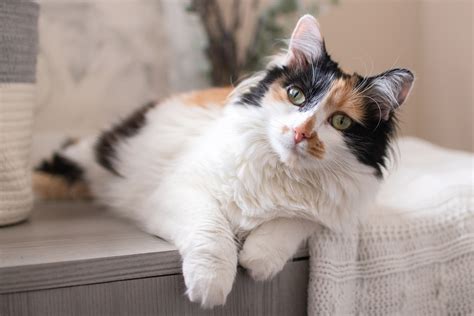 Calico Cat Breed Profile Characteristics And Care