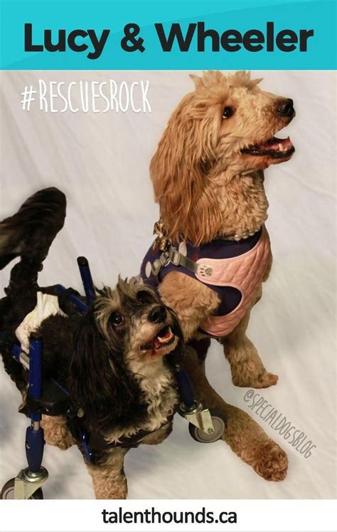 How To Find Hope With Lucy And Wheeler The Special Rescue Dogs