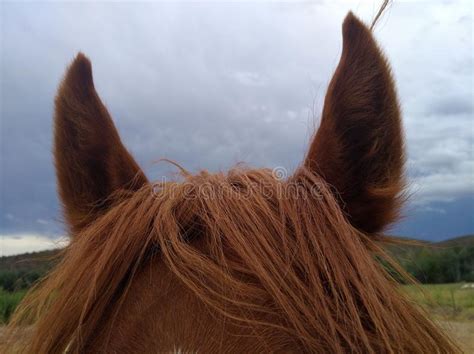 Horse With Ears Pinned Back Stock Photo Image Of Farm Mane 71763254