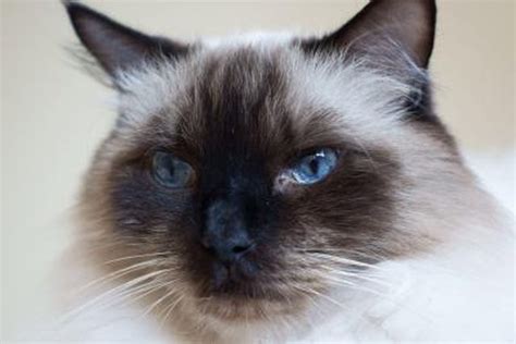 Today, the siamese cat remains one of the most popular breeds not only in the uk, but elsewhere in the world too. How Much Do Ragdoll Cats Cost? | Cuteness