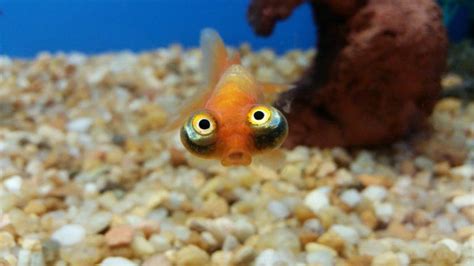 100 Funny Fish Names Ideas For Comical And Silly Fish Pet Keen