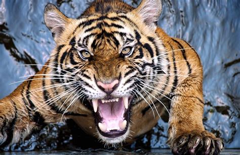 Tiger Scream By Robert Cinega Tiger Pictures Tiger