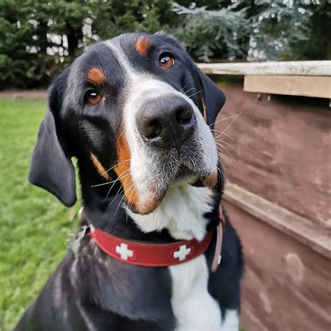 big facts  greater swiss mountain dogs page    petpress great swiss mountain